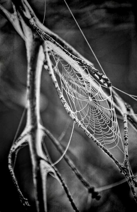 10,000+ Free Deep Web & Spider Web Images